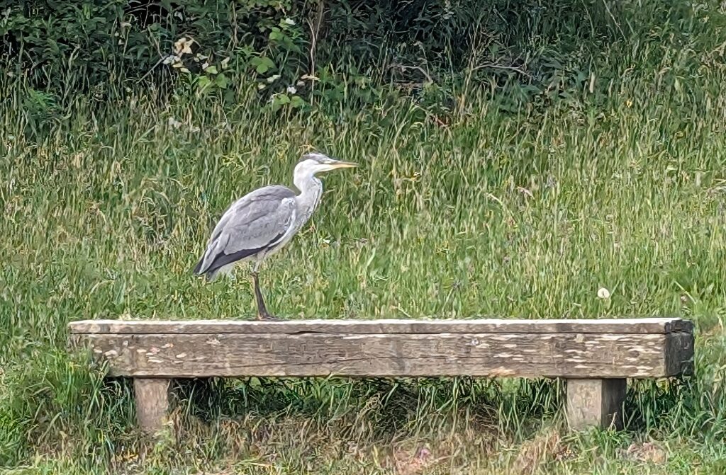 Heron cropped